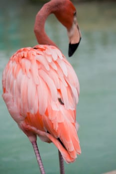 A pink flamingo at the waters edge. 