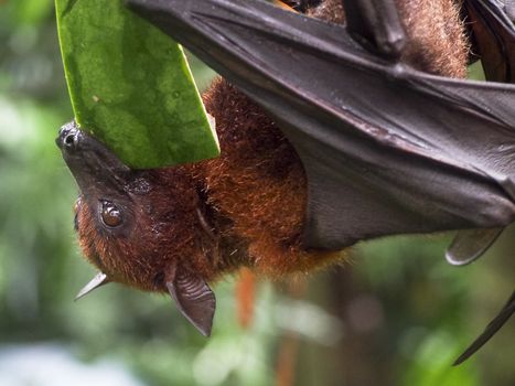 A giant fruit bat hangs upside-down as it eats watermelon. 