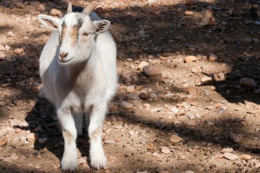 A pygmy goat stands in dappled light on rocky ground. 