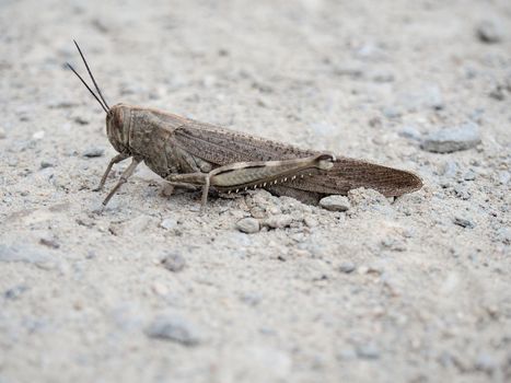 A common brown field grasshopper on rocky dirt. 