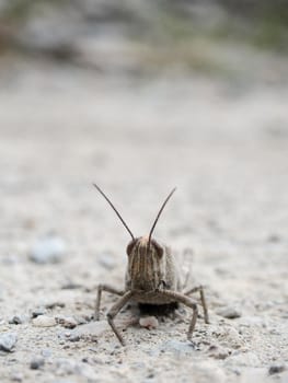 A common brown field grasshopper on rocky dirt. 