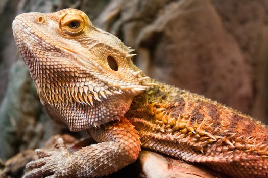 Profile view of a horned lizard perched on a rock. 