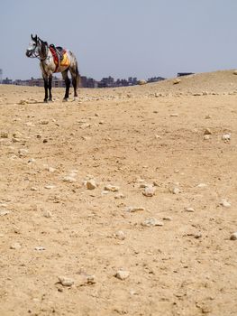 A horse stands in the distance in the desert landscape of Egypt waiting for tourists to ride. 