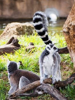 Two ring-tailed lemurs playing in a natural setting. 