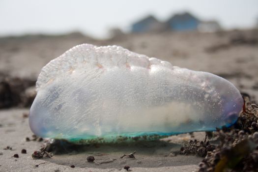 A Portuguese Man o' War on the beach at the Gulf of Mexico. 