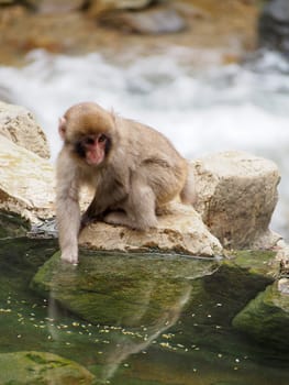 Japanese macaques, also known as snow monkeys, interacting with eachother in a natural setting. 