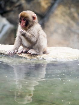 Japanese macaques, also known as snow monkeys, interacting with eachother in a natural setting. 