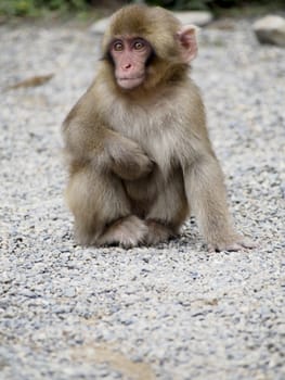 Japanese macaques, also known as snow monkeys, interacting with eachother in a natural setting. 