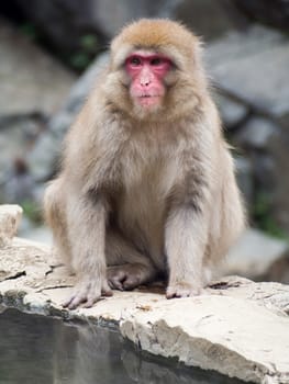 Japanese macaques, also known as snow monkeys, interacting with eachother in a natural setting. 