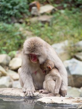 Japanese macaques, also known as snow monkeys, interacting with eachother in a natural setting. 