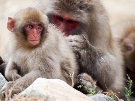 Japanese macaques, also known as snow monkeys, grooming eachother. 