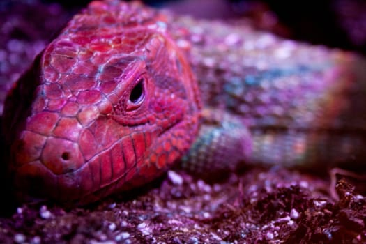 A broad-headed skink in red lighting brings out the red color of its head. 