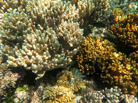 Finger coral is a very common type of coral on barrier reefs. 