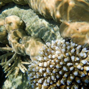 Coral growing underwater at the Great Barrier Reef in Australia. 