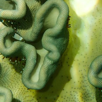 A closeup shot of an elephant ear coral at the Great Barrier Reef in Australia. 