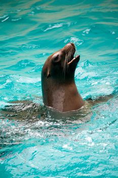 A brown seal sticks its head out of the water. 