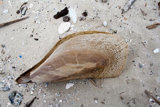 An empty large brown pen shell clam washed up on a beach at the Gulf of Texas. 