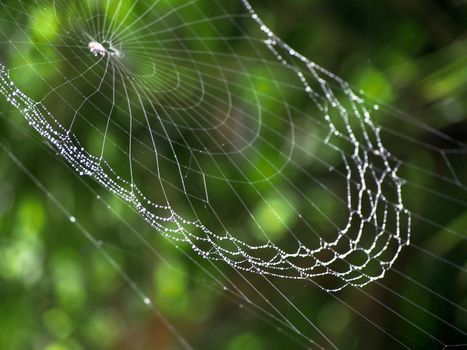 A spider web with dew droplets looks like a glittering necklace in the sunlight. 