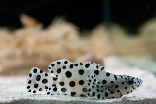 A young panther grouper with its iconic black spots swims along the ocean floor. 