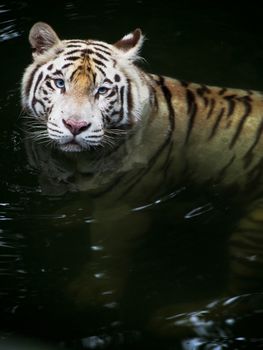A white tiger swims through dark water. 