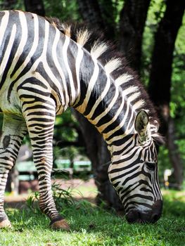 A zebra grazes on some green grass. 