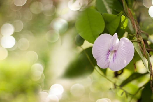 Small flower Purple in green grass. Bright spring nature