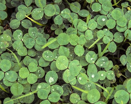 Green clover trefoil shamrock trifolium backdrop background wallpaper, natural with rain drops in low contrast