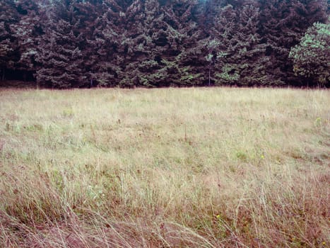 Forest trees and meadow, simple natural background backdrop, without sky, nearly just duo chrome or duotone, two-thirds, big copy space. green and magenta