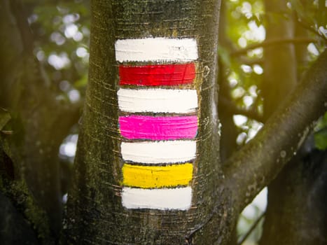 Triple hiking sign on the tree trunk, red, magenta and yellow with blurred bokeh background, unusual Czech tourism symbol, summer walking vacation, copy space on sides