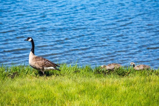 A Canada Goose and her goslings walk along the shore at Chatham on Cape Cod, Massachusetts.