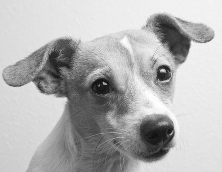 Black and white portrait of a jack russell and chihuahua mixed breed dog, looking at camera, ears perked up, head cocked to one side