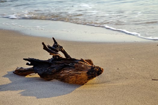 Old wood on the beach