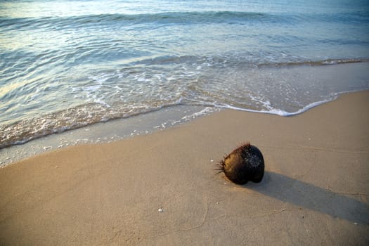 Dry coconut on the beach with long shadow