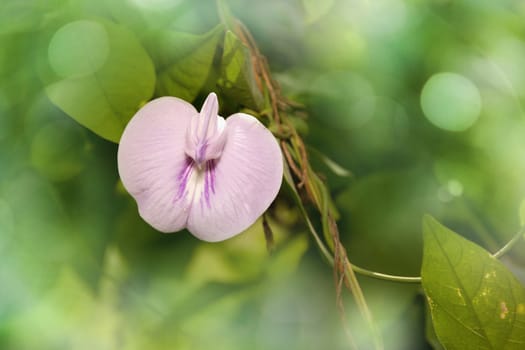 Small flower Purple in green grass. Bright spring nature