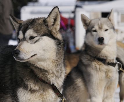 sportive dog team is running in the snow