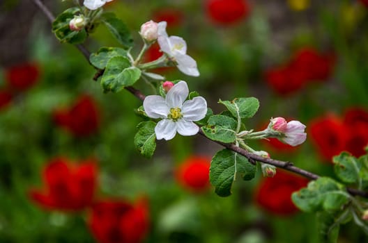 Landscape with a spring flowering pear in the garden.
