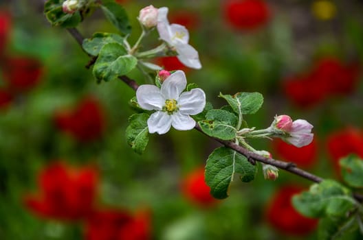 Landscape with a spring flowering pear in the garden.