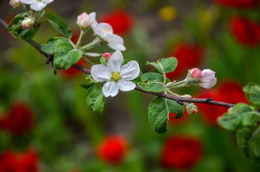 Landscape with a spring flowering pear in the garden.