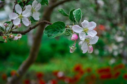 Landscape with a spring flowering pear in the garden.