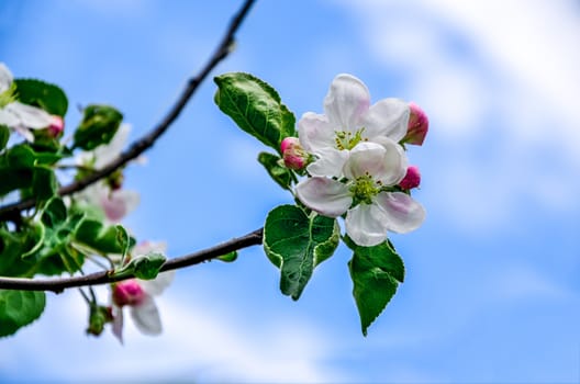 Landscape with a spring flowering pear in the garden.