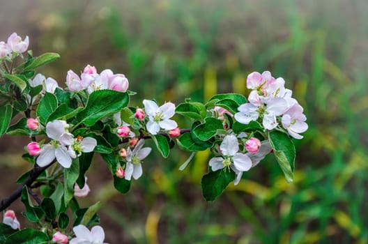 Landscape with a spring flowering pear in the garden.