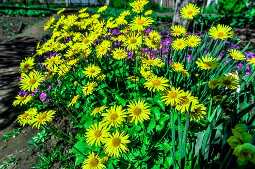 Colorful tulips in the park. Spring landscape.