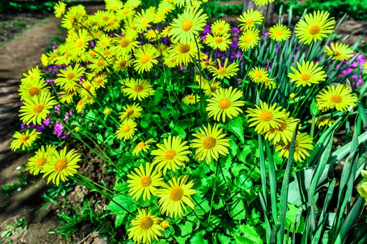 Colorful tulips in the park. Spring landscape.