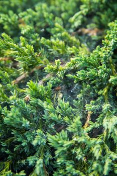 Green garden shrub background