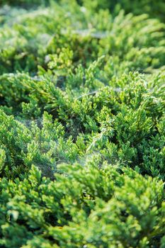 Green garden shrub background