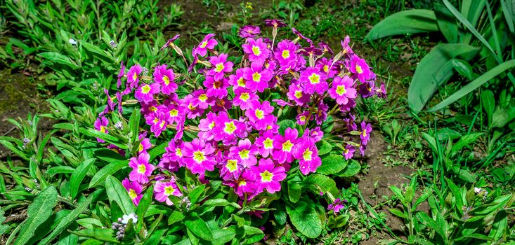 Flower bed with flowering primroses in the garden in the spring