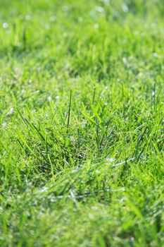 Green spring or summer grass background