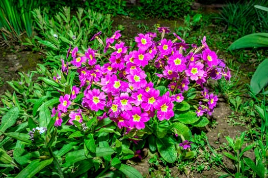 Flower bed with flowering primroses in the garden in the spring