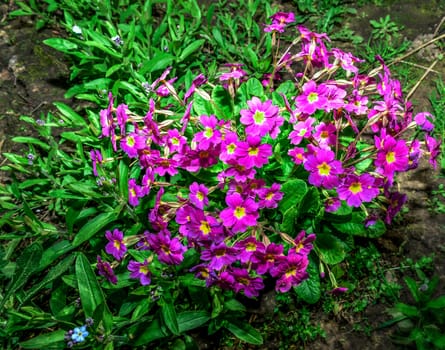 Flower bed with flowering primroses in the garden in the spring