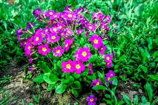 Flower bed with flowering primroses in the garden in the spring